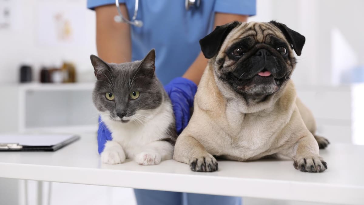 How much is it to take care of a pet cat or dog in Singapore?