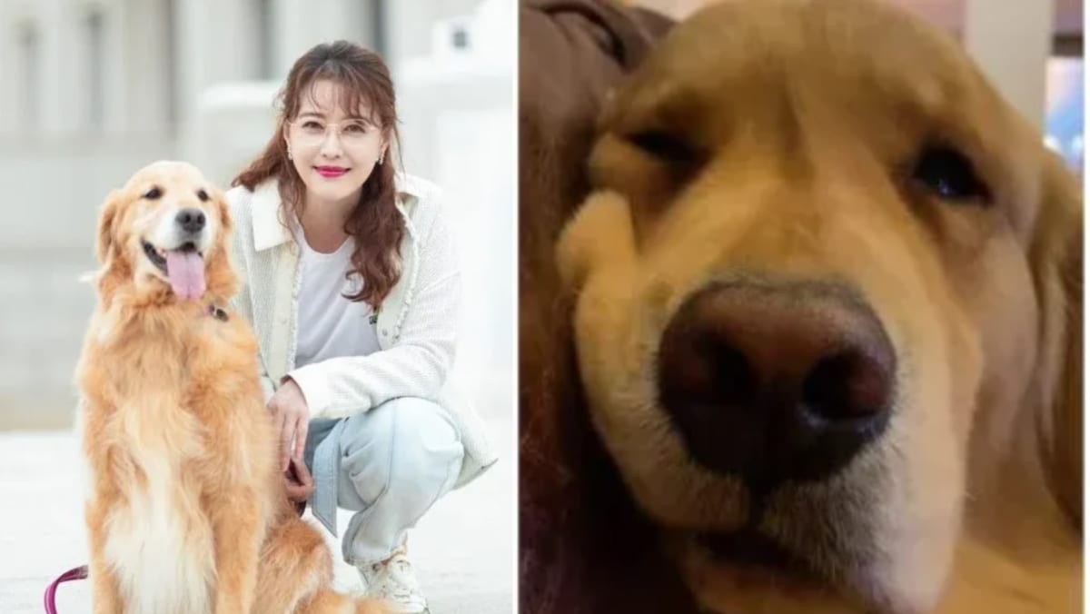 Late HK Actress Kathy Chow’s Pet Dog Seen Crying In New Douyin Video