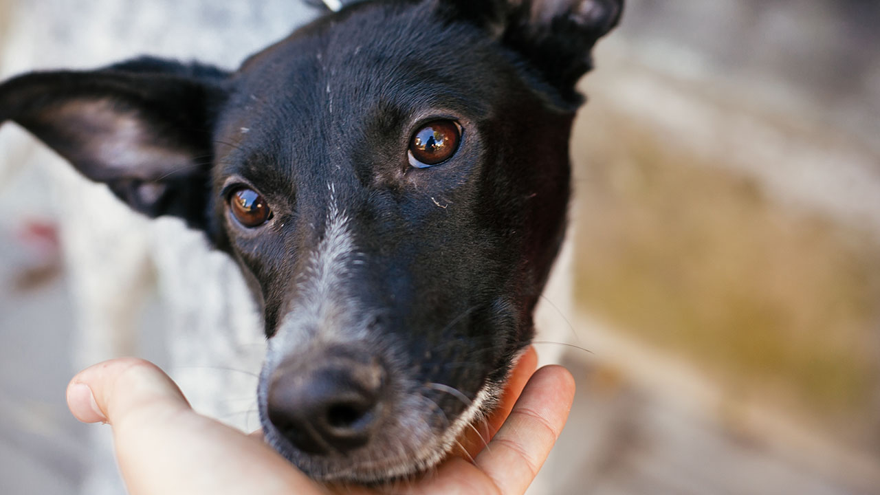 Dog parvo outbreak closes Sevier County Animal Shelter in Sevierville, TN