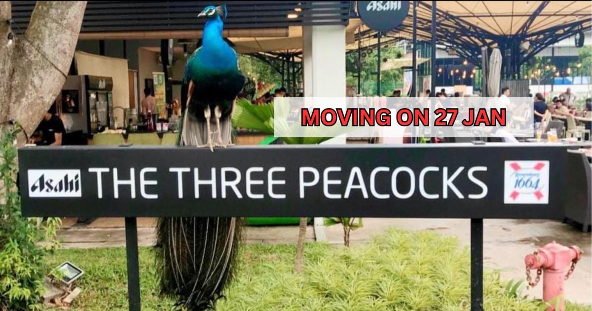 The Three Peacocks Moving Out Of Labrador Park With Last Day on 27 Jan