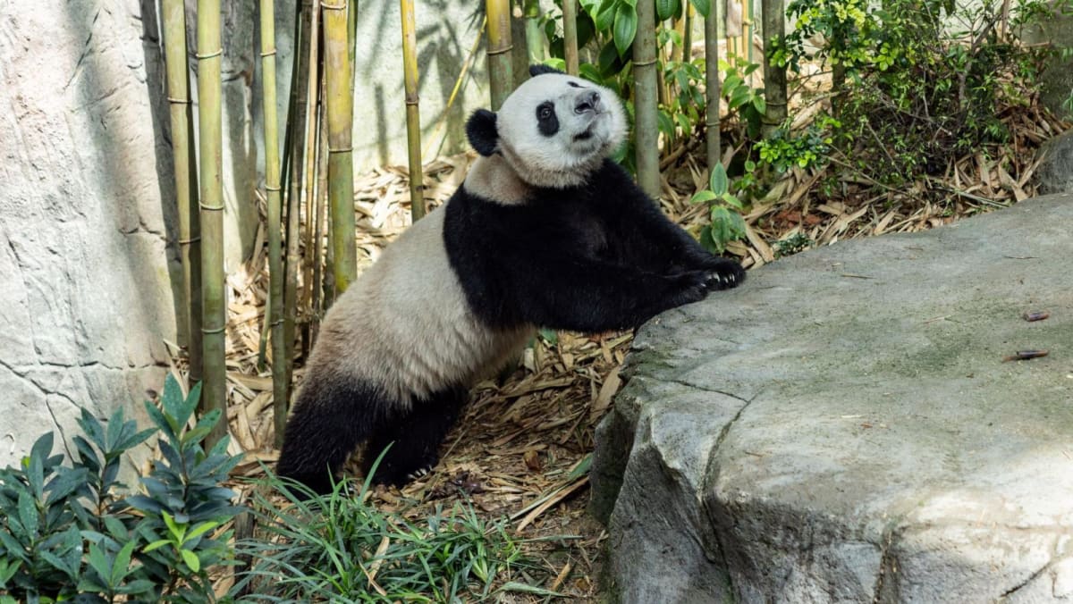 ‘Very Important Panda’ Le Le will get first class treatment from SIA on his flight to China