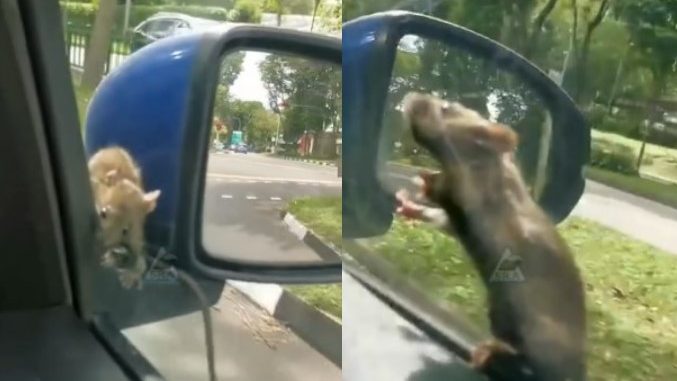 Car driver vs city rat in Mission Impossible-like action on Boon Lay Avenue