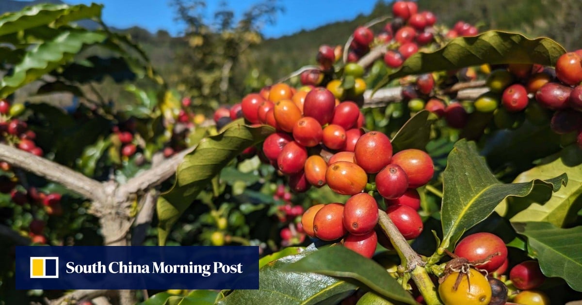 Hiking off the beaten track in central Taiwan’s Alishan region: coffee and tea plantations, forest trails and mountain dew