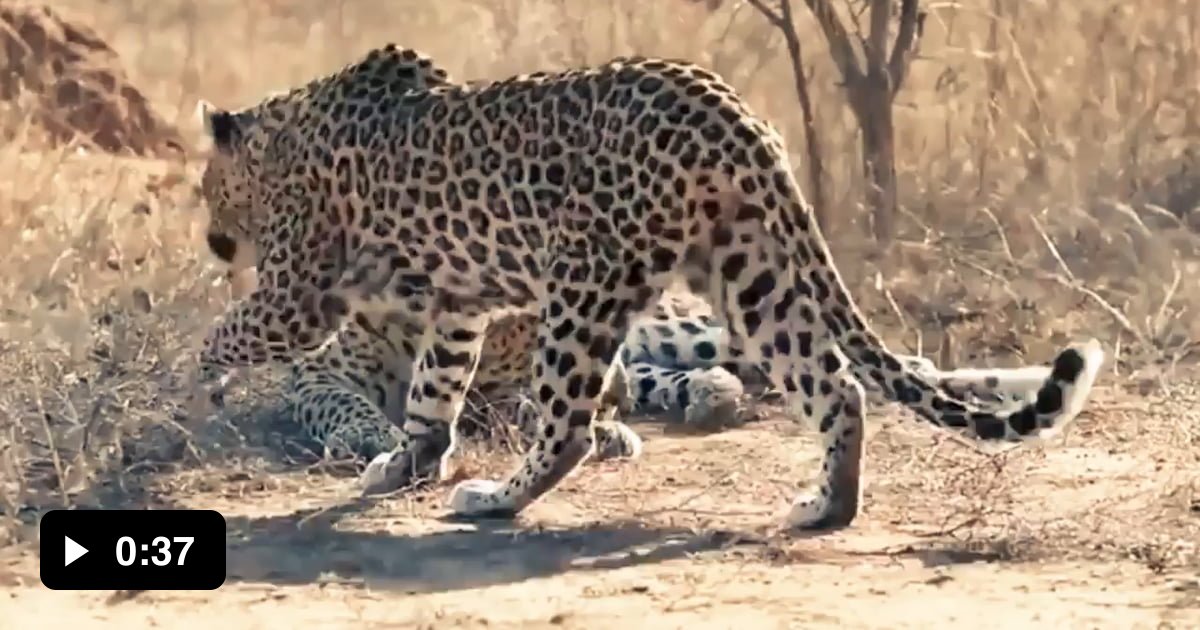 The female leopard woke up the male to get his attention.