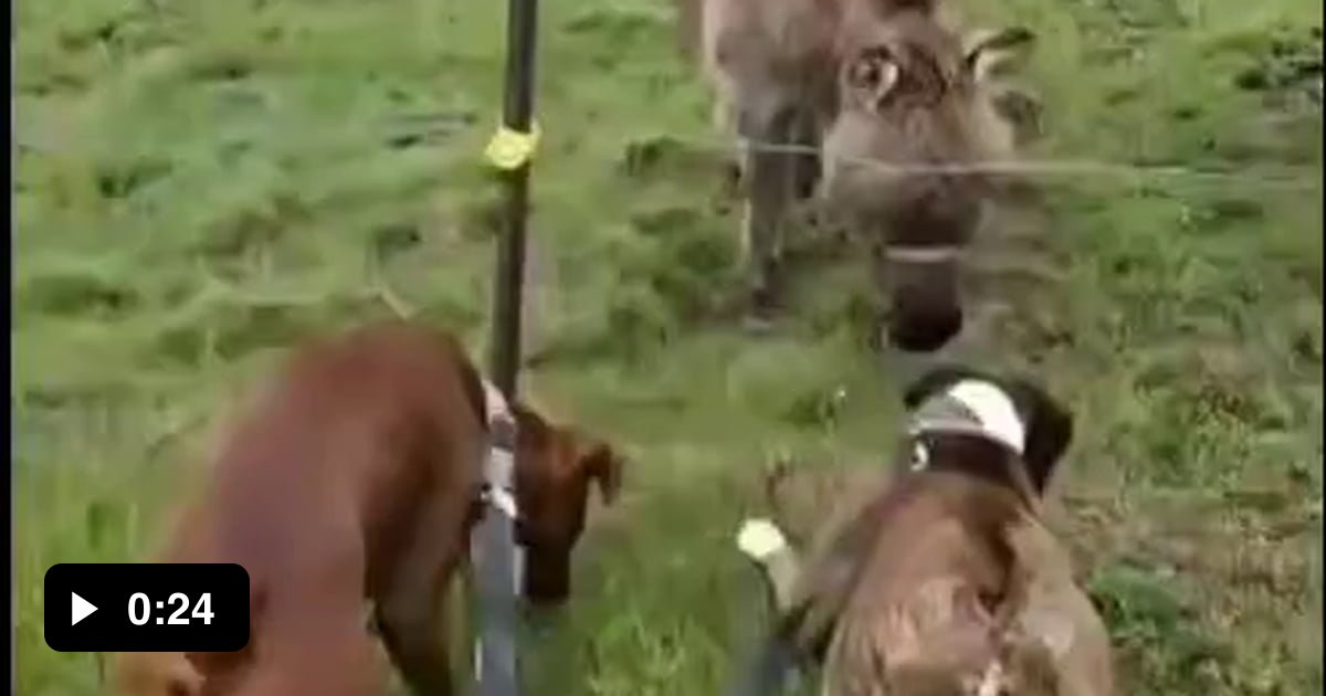 Donkey laughs when dog gets electric shock