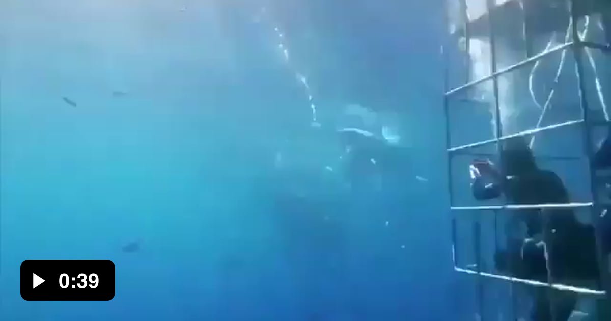 Shark kills itself trying to get into the cage