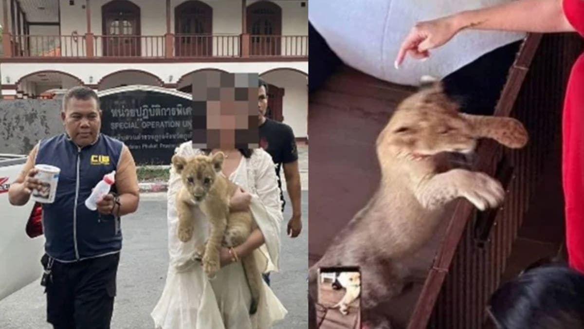 Chinese Woman Arrested For Rearing Lion Cub In Her Hotel Room In Thailand