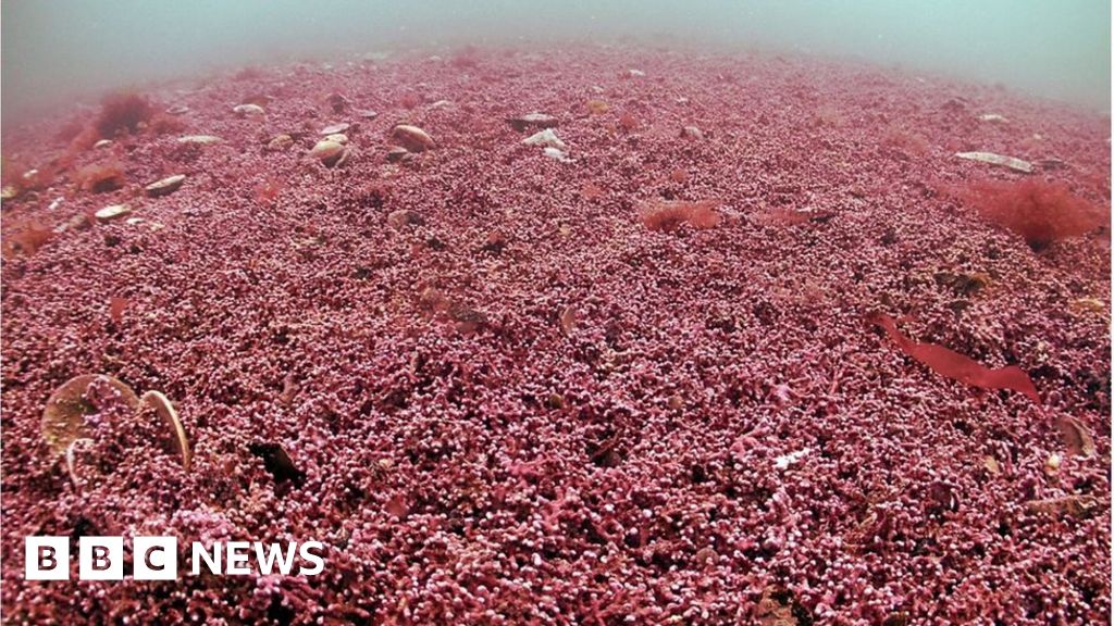 Cornwall researchers discover huge ancient seaweed bed