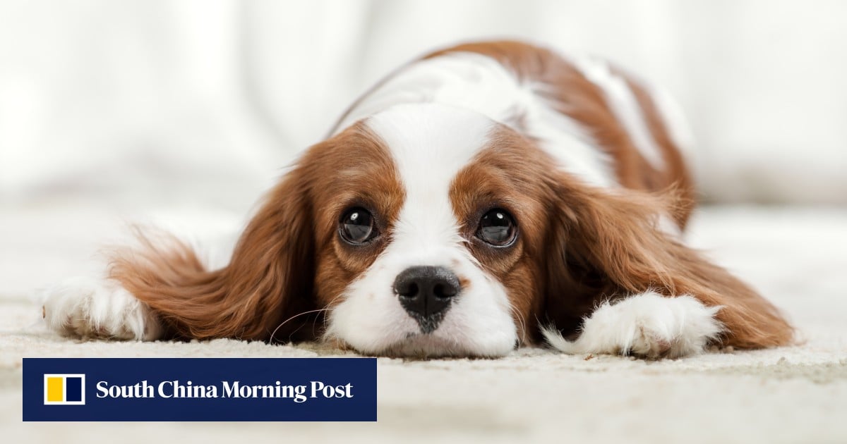 How to get over the death of a pet: understand the stages of grief, think before you get another pet right away – expert tips on managing bereavement