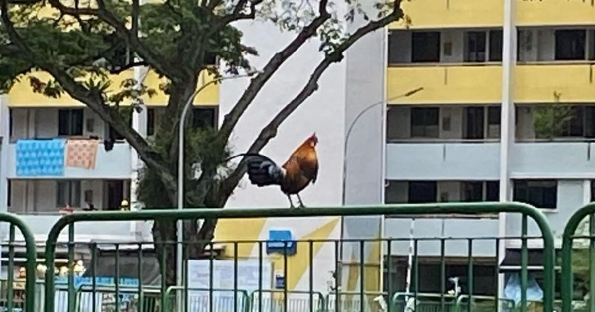 Here’s Why There Are More & More Chickens Roaming in Singapore