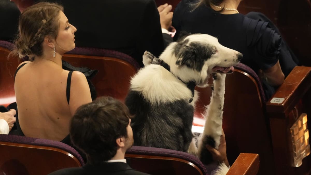 Messi the celebrity dog made it to the Oscars. Here’s how the show pulled off his clapping cameo