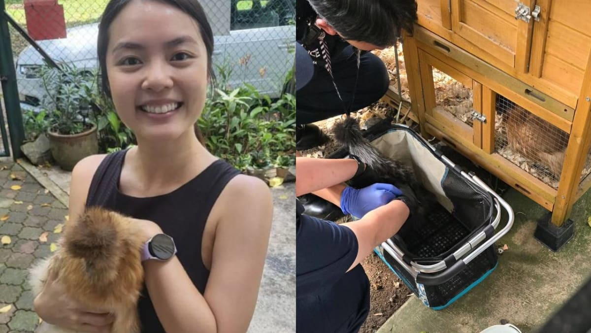 Chantalle Ng Finds 3 New Chickens In Her House; Neighbour Who Took Them Back Says Her Mother-In-Law Probably Left Them There