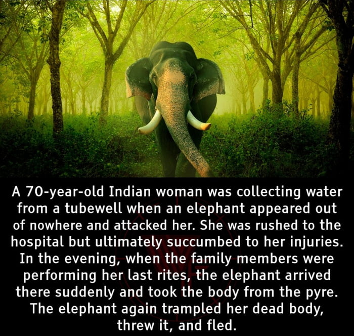 Elephant memory