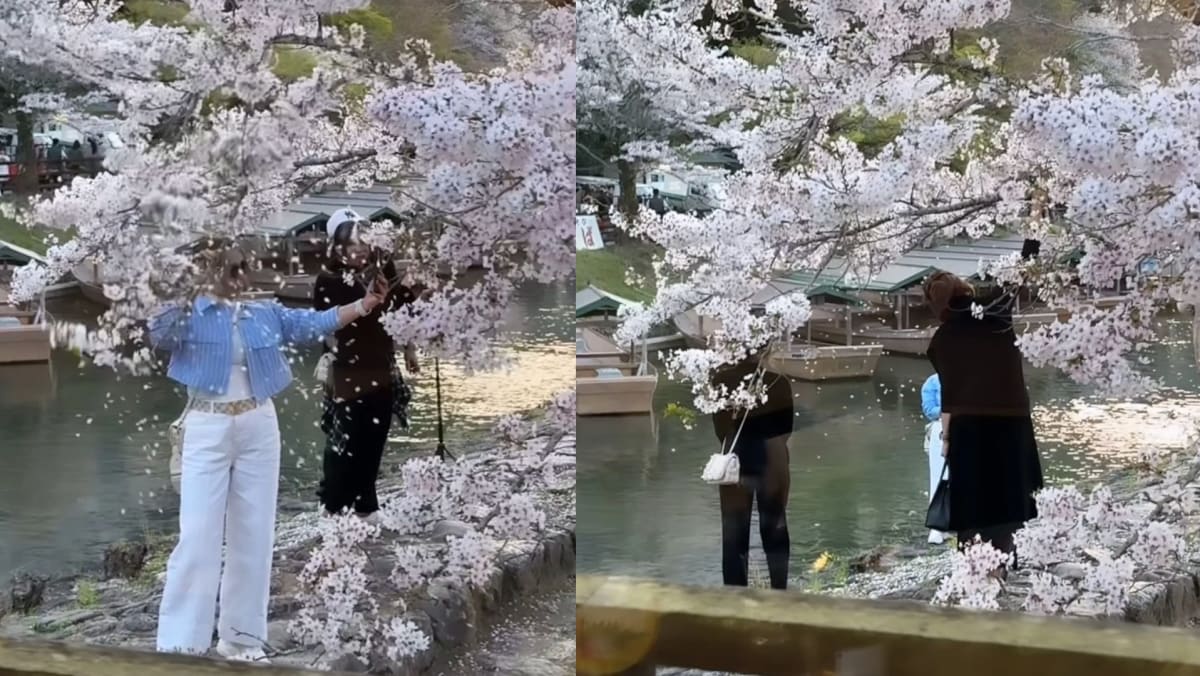 Tourists In Tokyo Cause Public Outrage For Violently Shaking Cherry Blossom Trees To Get Perfect Social Media Shot