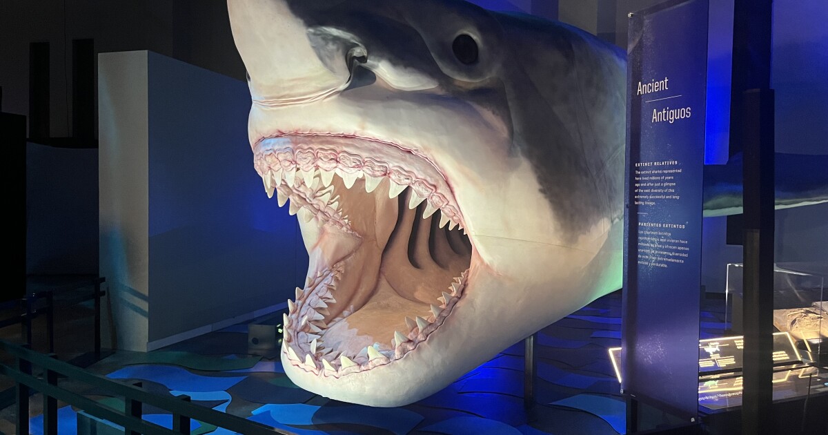 ‘Sharks’ exhibition makes a splash at the Peoria Riverfront Museum