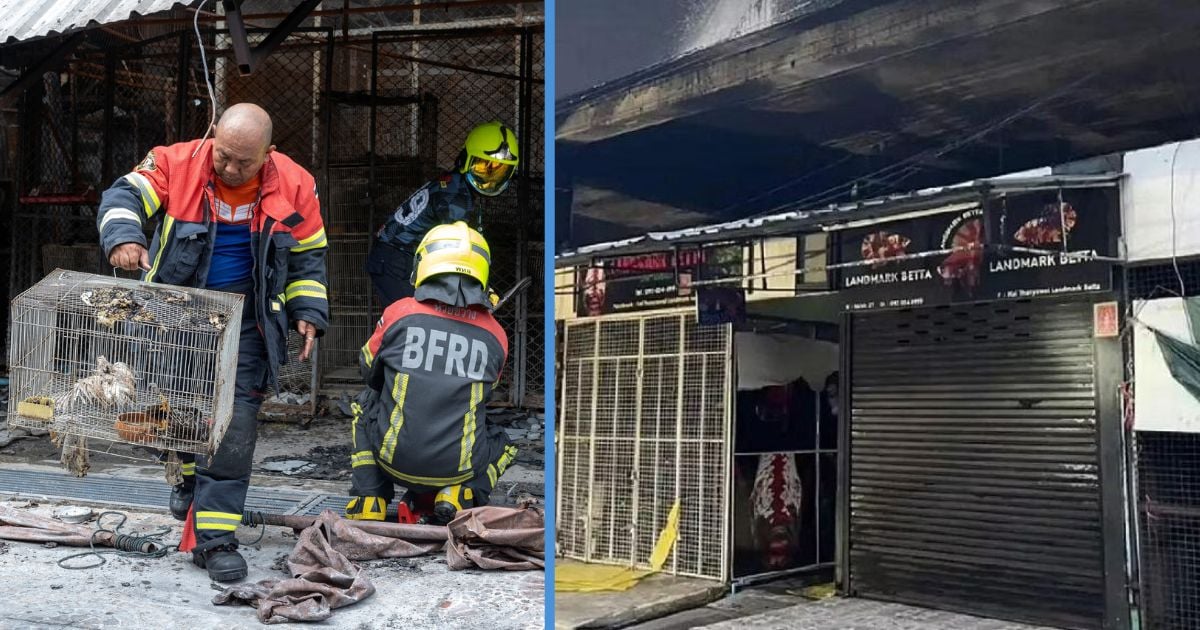 A Fire Reportedly Killed Over 1,000 Cats, Dogs & Fish in Chatuchak Pet Market