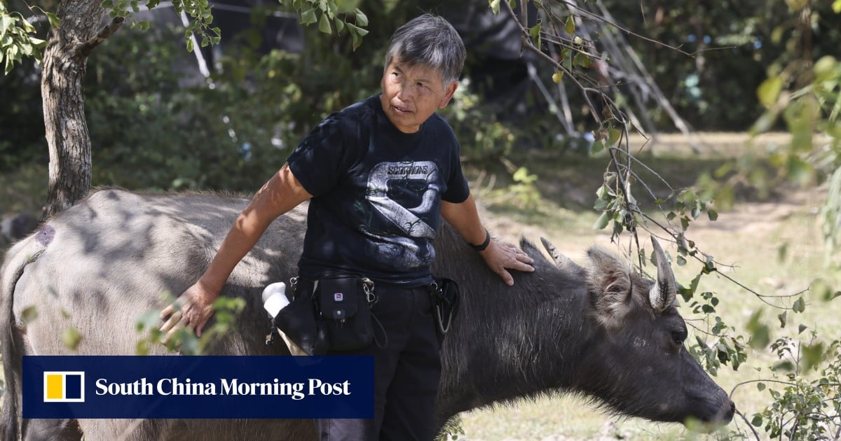 How Hong Kong ‘buffalo whisperer’ went from yelling and crazy to happy tending to animals