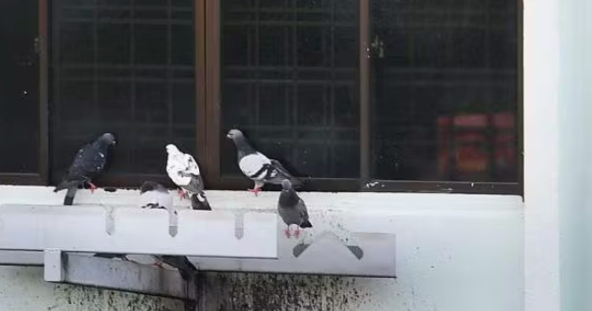 Ang Mo Kio Resident Lets Pigeons Into Flat To Feed Them Daily