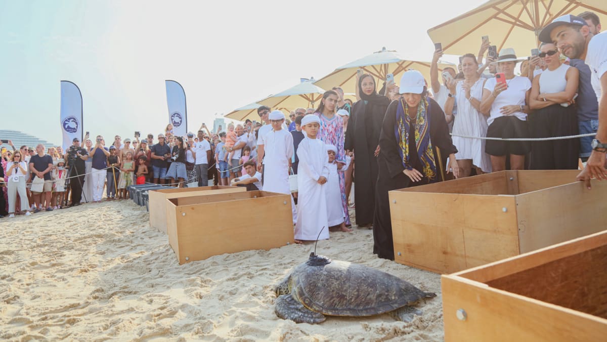 Dubai’s lesser-known turtle rescue programme is a draw too