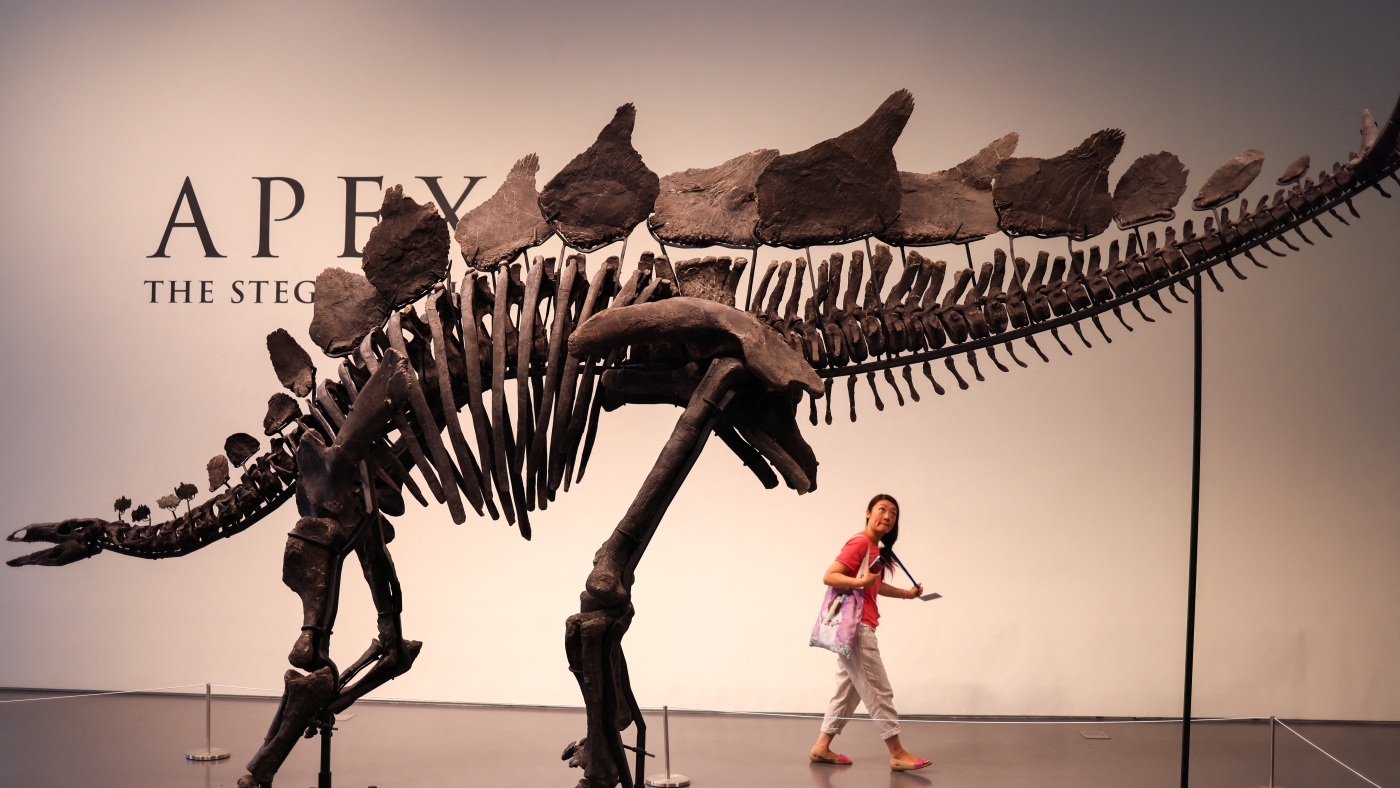 Sotheby’s will auction a 150 million-year-old stegosaurus fossil : NPR