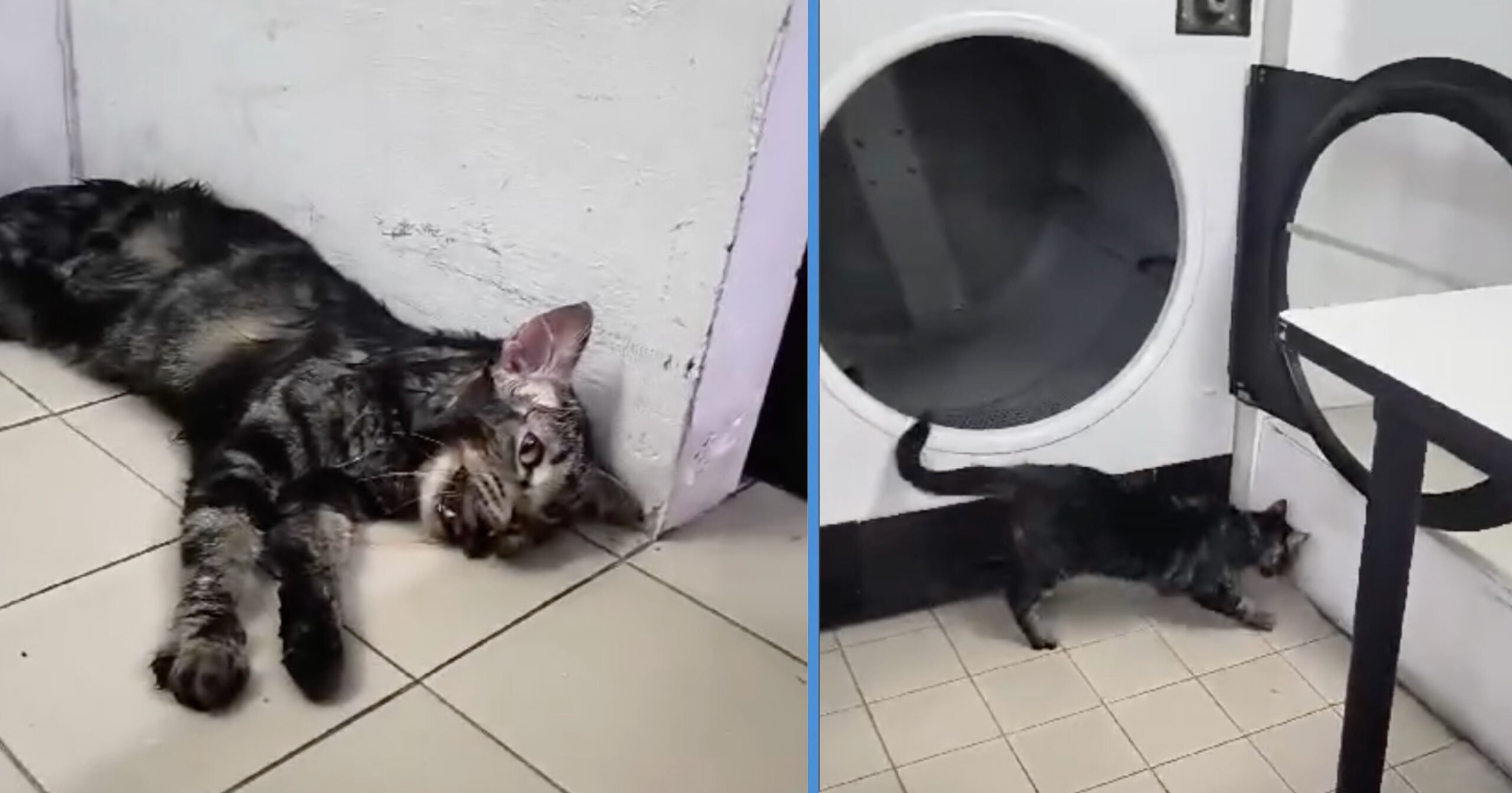 Cat Injured After Climbing Into Toa Payoh Laundromat Dryer; Had Come Out Panting