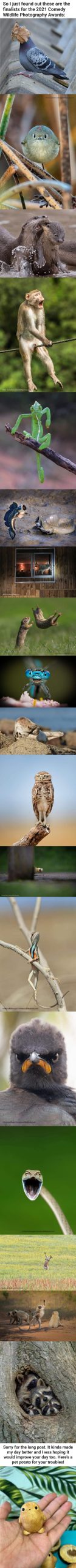 Funny animal photography contest (yes it's old but it still checks out and I had never seen it). Some may be funny, some maybe aren't, but the reality is that it takes A LOT of effort to do this. Kudos to everyone involved in this who made me laugh