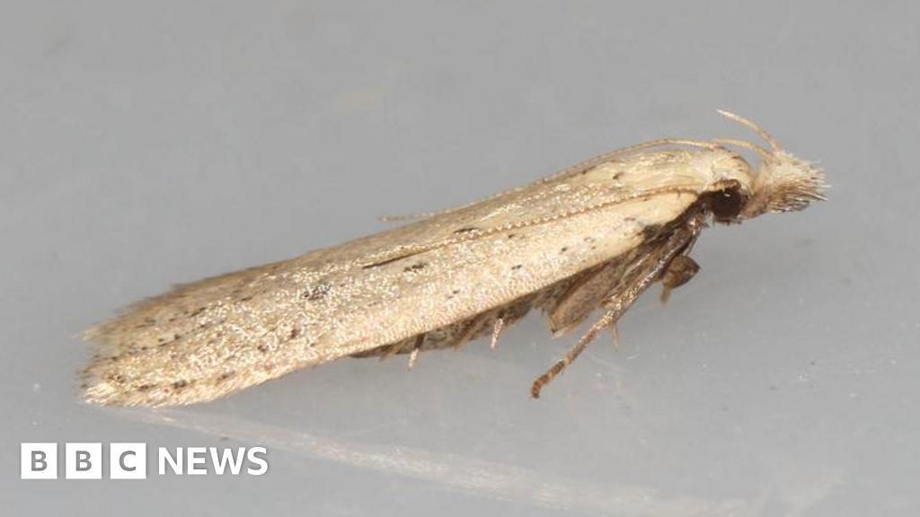 Norfolk Snout moth believed extinct a ‘phenomenal’ find