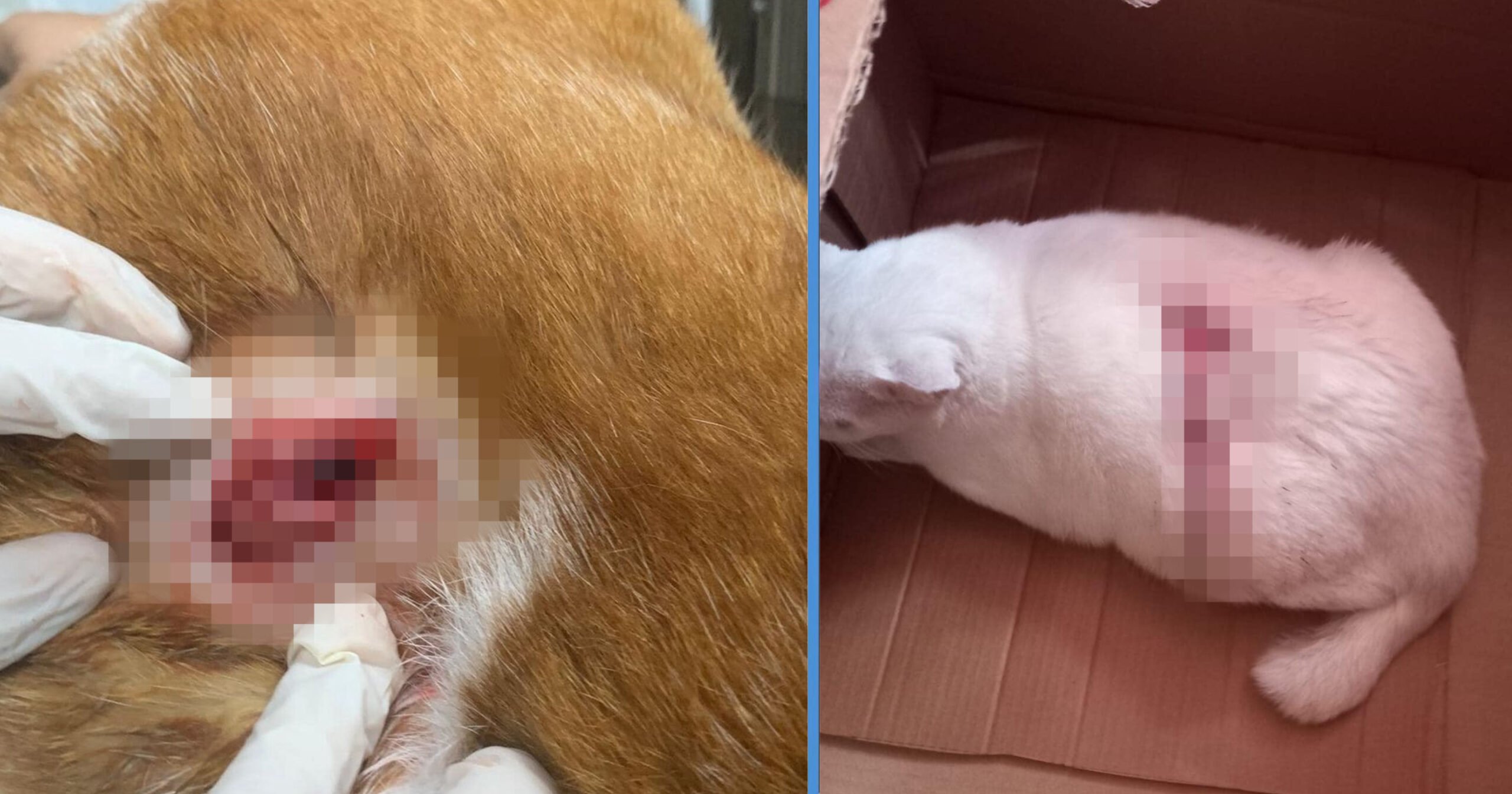 4 Community Cats Allegedly Slashed in Toa Payoh