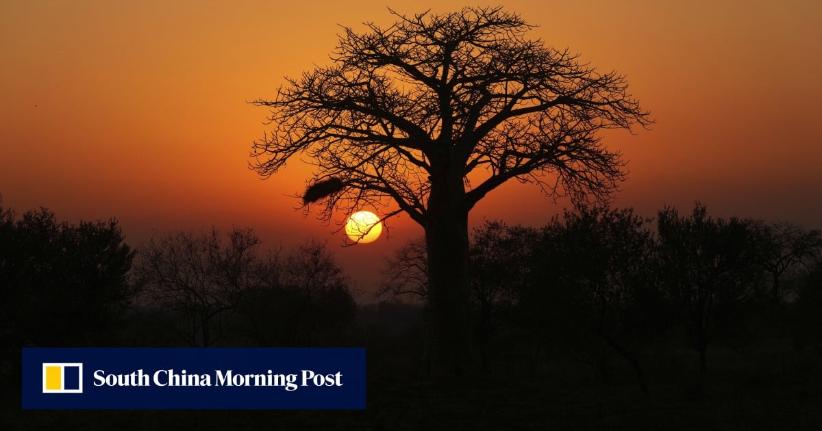 Fruit of baobab, Africa’s ‘tree of life’, is new superfood yet harvesters live in poverty