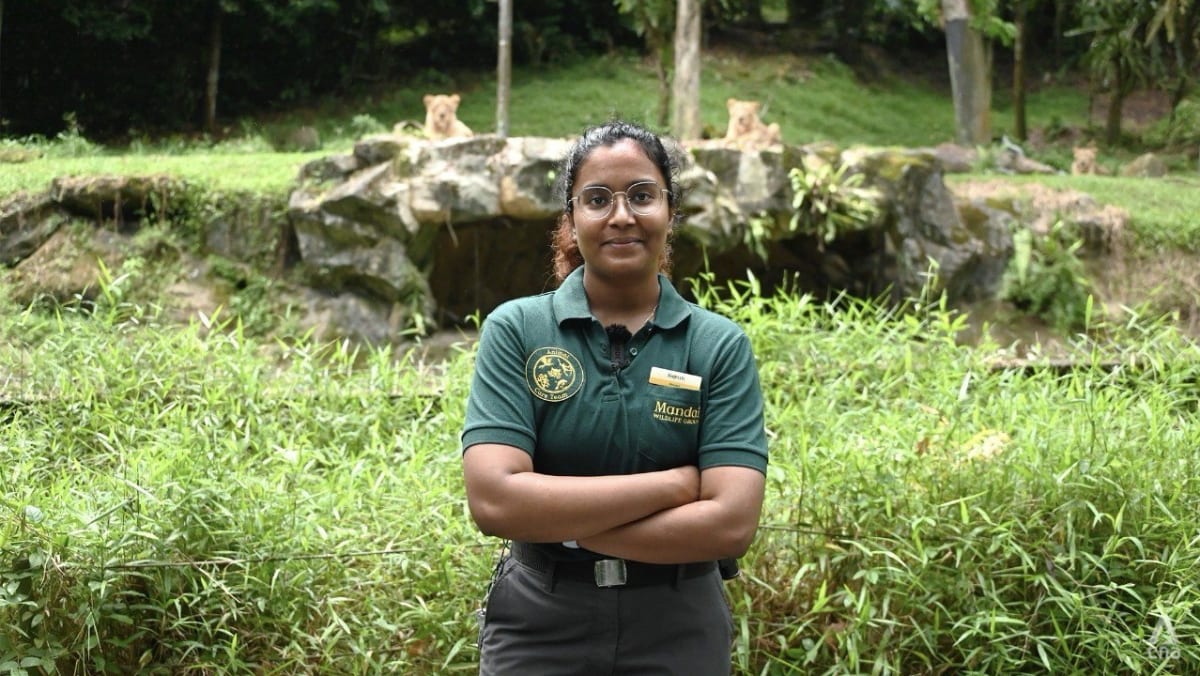 This 27-year-old woman is the keeper of lions at Night Safari: 'They are like house cats, but 30 times bigger'