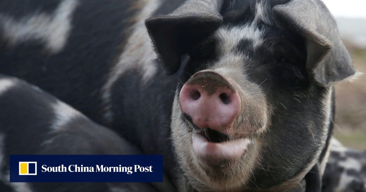 New AI tool translates the sounds pigs make to assess their emotional well-being