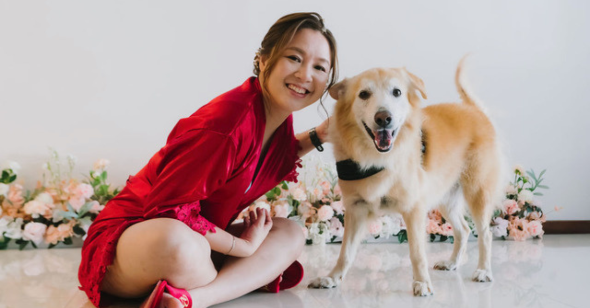 Bark Bank, Singaporean digital non-profit canine blood registry