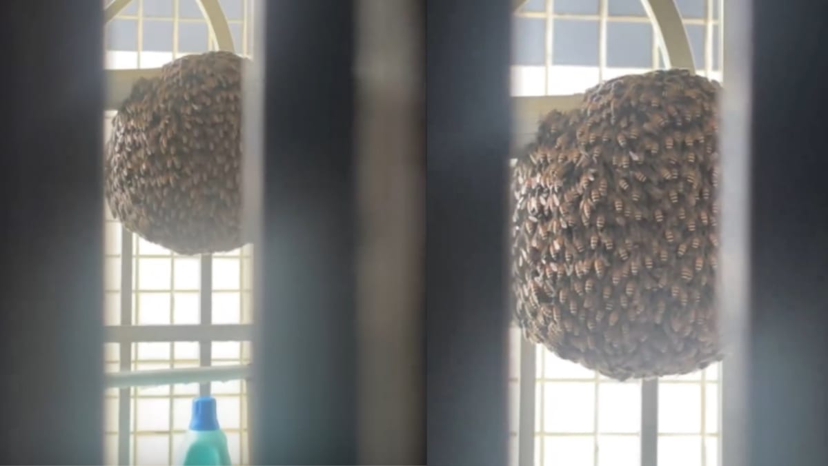 Woman Comes Home To Giant Bee Hive At Balcony After Being Away For A Few Days