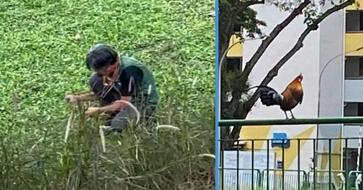 Video of Chicken Trap in Yio Chu Kang Sparked Discussion On Whether There’s a Need for It