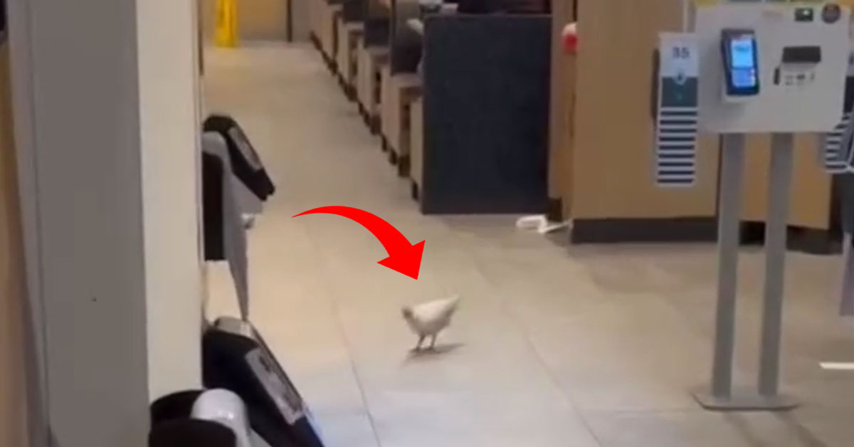 Chicken Allegedly Runs into CCK McDonald’s, Creating an Awkward Scene