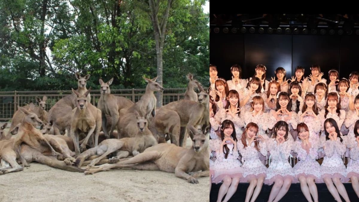 Kangaroos Effortlessly Pose Like Idol Group After Japanese Zoo Gathers Them For Picture