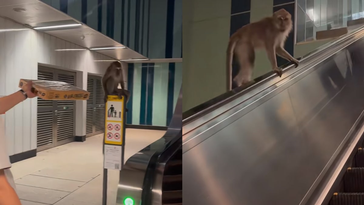 Monkey At King Albert Park MRT Seen Taking Escalator Like A Commuter To Escape Station Staff