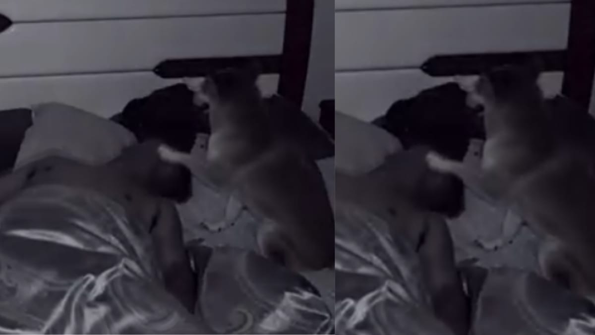 Dog Caught On Camera Covering Mouth Of Snoring Owner