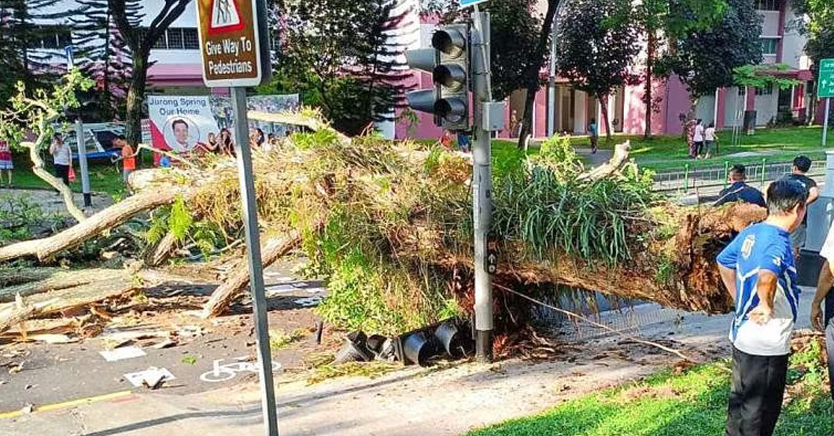 Large Tree Collapsed in Jurong West, Knocking a Traffic Light & Injuring One Person