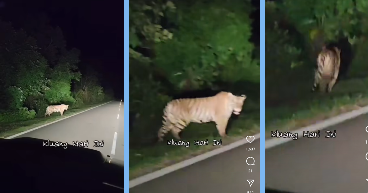 Everything About the Alleged “Tiger Spottings” in Johor That is Known So Far