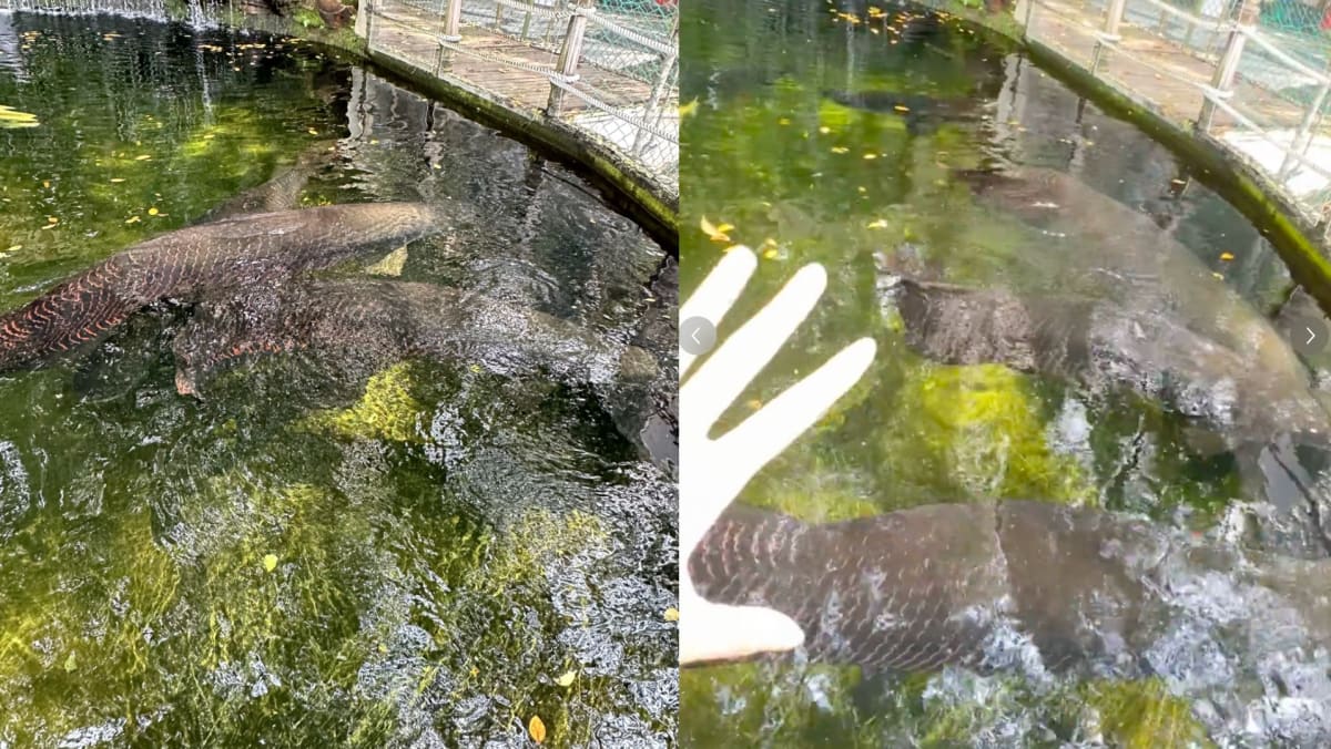 “Why Are These Fishes In Singapore So Big!”: Woman Shocked To Find Arapaimas In Dempsey Hill Pond