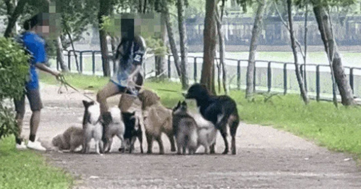 Woman Who Was Caught Kicking Dog at Coney Island Explains Her Action on Instagram