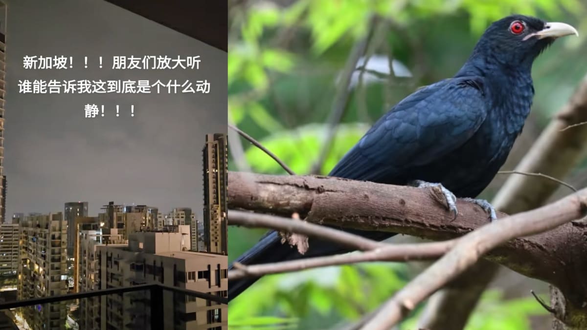 Foreigner Living In S’pore Confused By The “Uwu” Bird’s Call, Didn’t Know It Belonged To A Bird