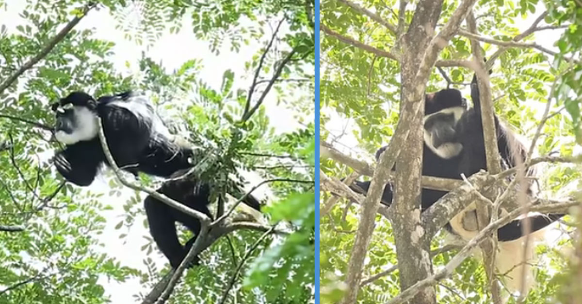 Colobus Monkey That Escaped from S’pore Zoo Found in CCK After Six Months