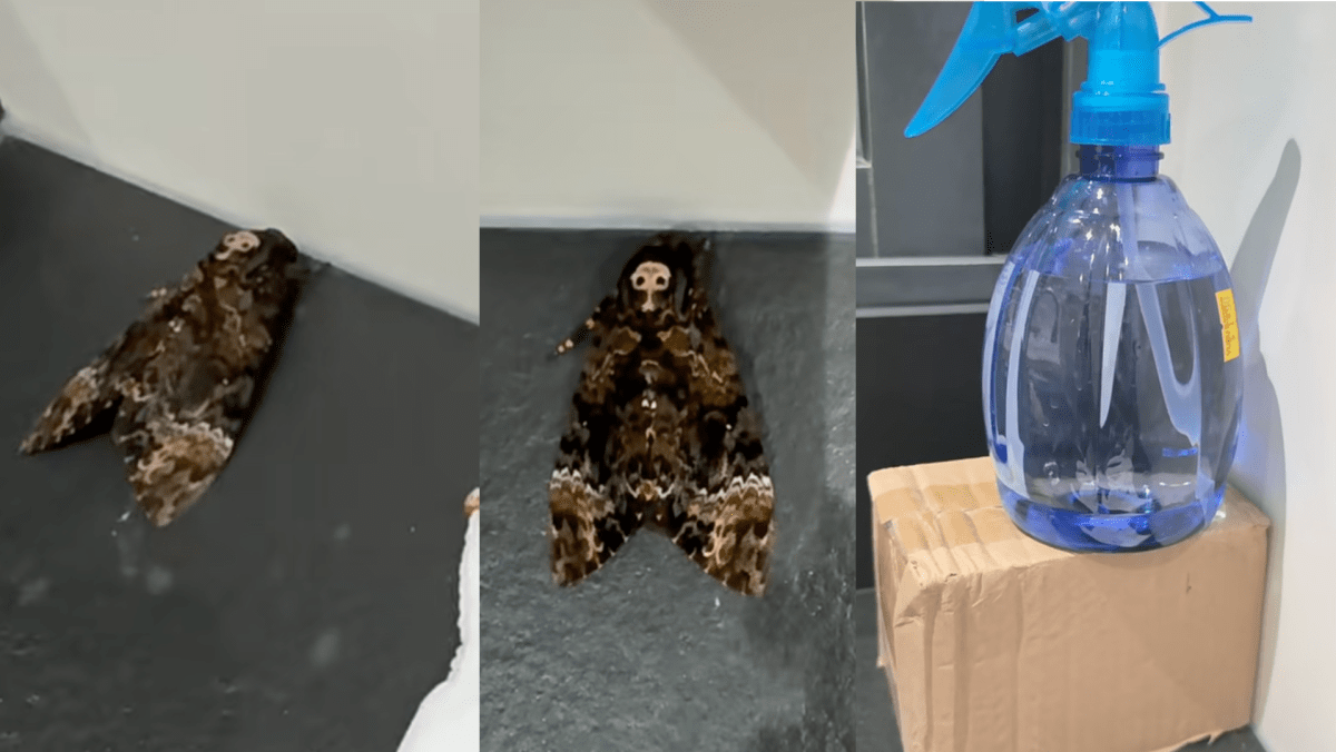 Woman Finds Death’s-Head Hawk Moth At Home In S’pore, Freaked Out By Sound It Makes