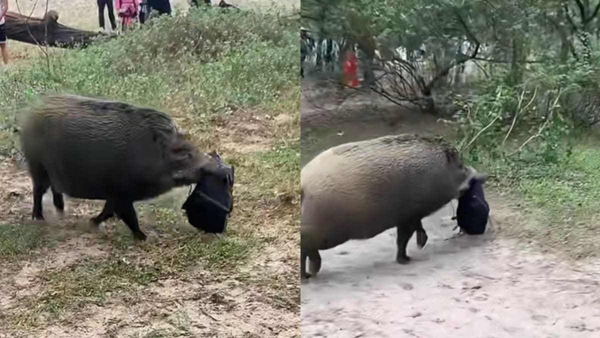 Hiker Begs Wild Boar To Return Her Backpack As It Contains Her IC & Lipstick