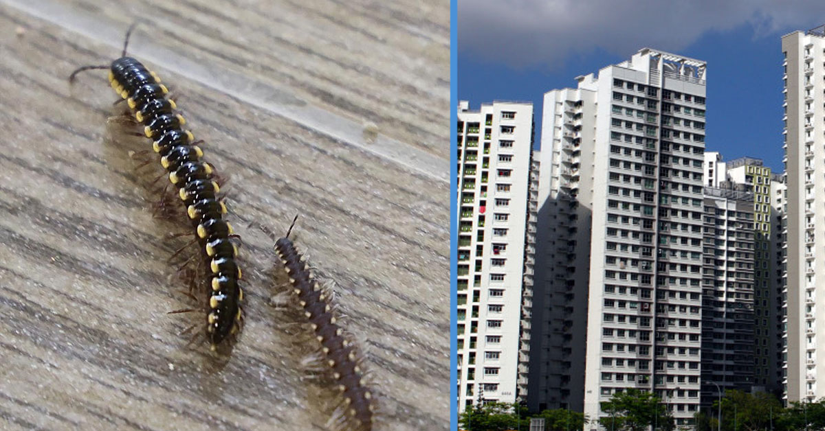 Here’s Why These Millipedes Have Invaded Some Punggol HDB Flats