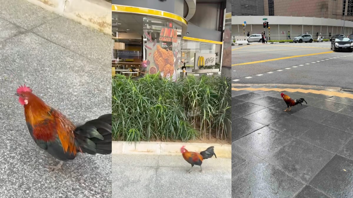 Rooster Spotted Outside McDonald’s In CBD, Netizen Says It’s “Looking For Its Family”