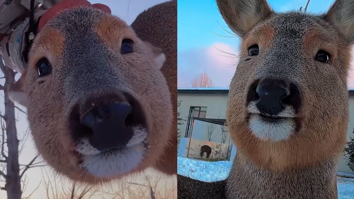 Deer With Cute Capybara-Like Face Becomes Viral Sensation In China