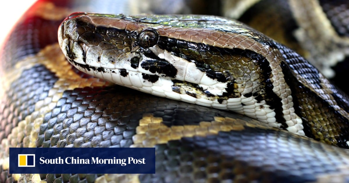 New understanding about how snakes regrow their guts could help treat human diseases